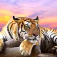 Icon of program: Tiger Live Wallpaper  Wil…
