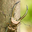 Stag Beetle Clock icon