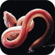 Icon of program: Snakes of India