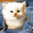Icon of program: Daily Cute Pic for Window…