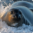 Icon of program: Seal Sounds Ringtones