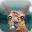 Funny Animal Sounds icon