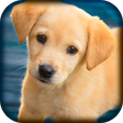 Icon of program: Domestic animals for kids