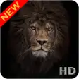 Icon of program: Black Lion Wallpaper HD