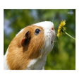 Icon of program: Guinea Pig Communicator