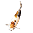 Icon of program: MyAquarium Fish tank mana…
