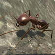 Icono de programa: Ant Simulator