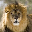 Icon of program: The Lion and other Wild A…