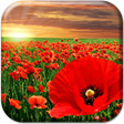 Icon of program: Red Poppy Live Wallpaper