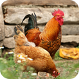 Icon of program: Chicken Wallpaper Best 4K