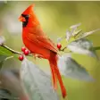 Icon of program: Free Cardinal Bird Wallpa…