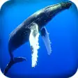 Icon of program: Blue Whale Mission Bomb P…