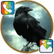 Icon of program: Raven - RINGTONES and WAL…