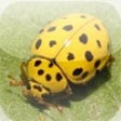 Icon of program: Beetle Gallery (Free)