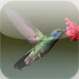 Icon of program: Birds of North America