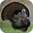 Icon of program: Turkey Hunting Calls!