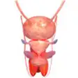 Icon of program: Vasectomy 3D