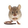 Icon of program: The Adventures of Squeak
