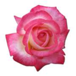 Icono de programa: Roses icons for Windows 1…