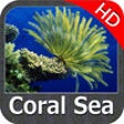 Icon of program: Marine : Coral Sea HD - G…