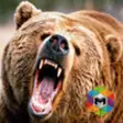 Icon of program: Bear Simulator
