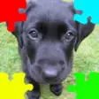 Icon of program: Puppies (Baby Dogs) Jigsa…