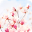 Icono de programa: Magnolia Flower Live Wall…