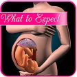 Icon of program: Pregnancy app : what to e…