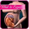 Icon of program: Pregnancy app : what to e…