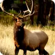 Icon of program: Elk Hunting Calls Free