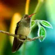 Icon of program: Hummingbirds Live Wallpap…
