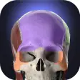 Icon of program: Anatomyka - 3D Human Anat…