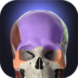 Icon of program: Anatomyka - 3D Human Anat…
