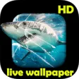 Icon of program: Shark video Live Wallpape…