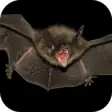 Icon of program: Bat. Nature Wallpapers