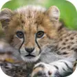Icon of program: Baby Cheetah Wallpaper