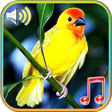 Icon of program: Birds Sounds Ringtones & …