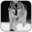 Icon of program: Wolf Live Wallpaper