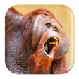 Icon of program: Orangutan Sounds