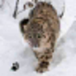 Icon of program: Snow Leopard Chase Simula…
