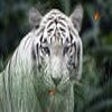 Icon of program: Wild Tigers Screensaver