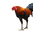 Icon of program: Thai Gamecock (Thai Cockf…