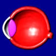 Icon of program: Eye Structure and Functio…