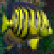 Icon of program: 3D Angelfish
