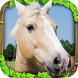 Icon of program: Wild Horse Simulator