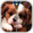 Icon of program: Puppy Zipper Lock Screen