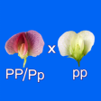 Icon of program: Test Cross: pea flower