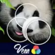 Icon of program: Venn Bears: Overlapping J…