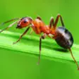 Icon of program: The Ants Encyclopedia