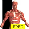 Icon of program: Visual Anatomy Free